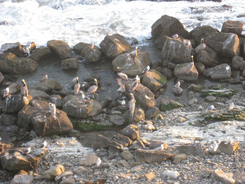 Carpinteria California 2010-02 0670.jpg - Pelicans... sort of messy guys.